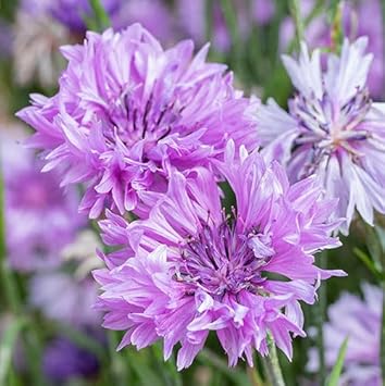 Heirloom Non-GMO Cornflower Flower Seeds for Planting ƒ?? Colorful Wildflower Garden Blooms for planting in your garden.