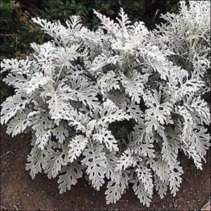 Heirloom Gray Dusty Cineraria Flower Seeds for Planting, Non-GMO
