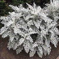 Heirloom Gray Dusty Cineraria Flower Seeds for Planting, Non-GMO