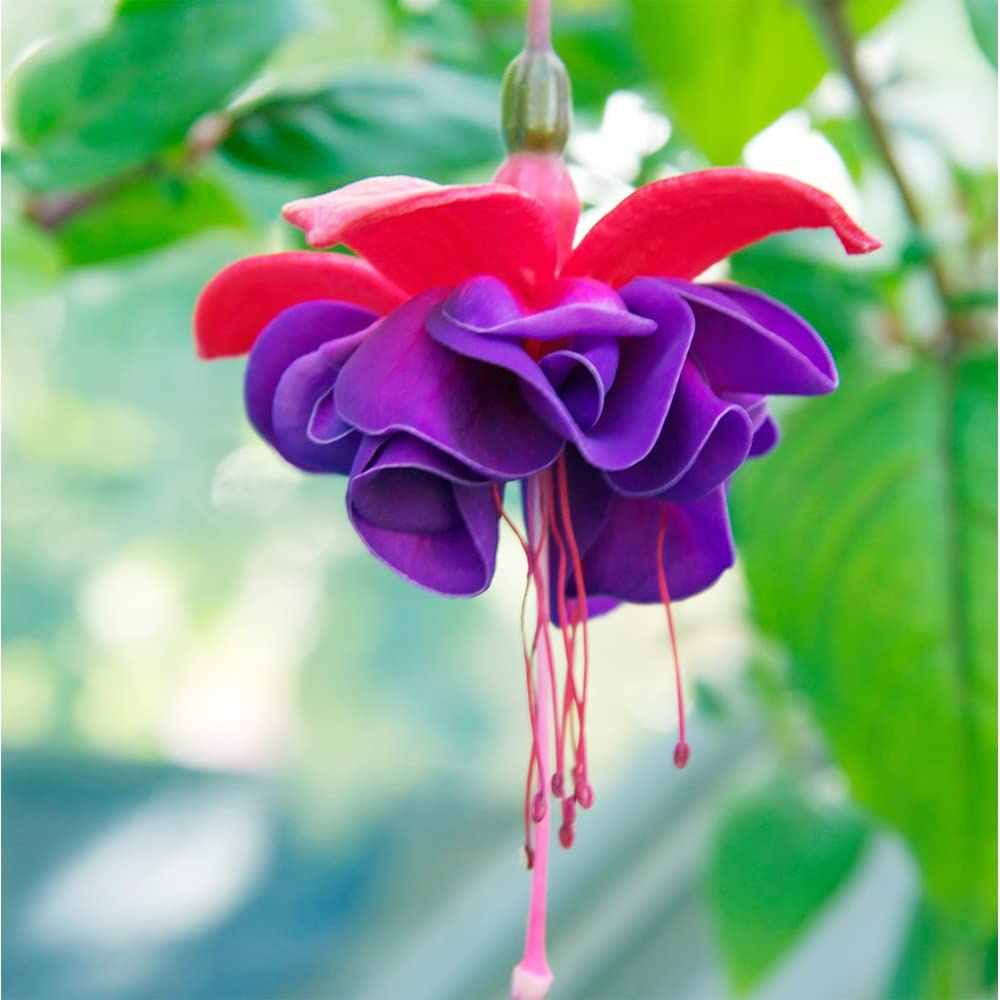 Double Petals Fuchsia Flower Seeds for Planting - NON GMO Seeds