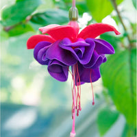 Double Petals Fuchsia Flower Seeds for Planting - NON GMO Seeds