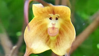 Monkey Orchid Flower Seeds 1 for Planting 100 pcs