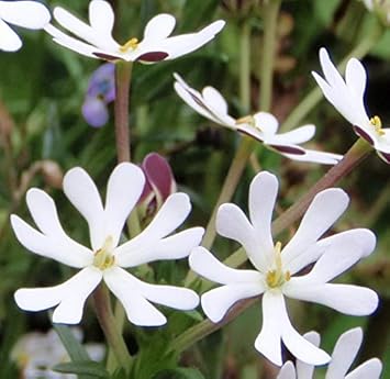 White Zaluzianskya Flower Seeds for Planting - 100 pcs seeds for planting in home garden