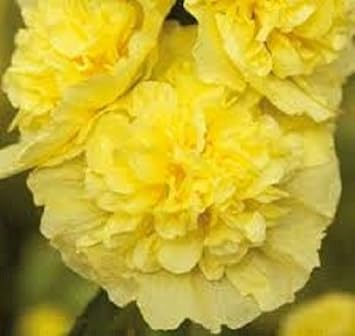 Yellow (Yellow scientific name) for planting in garden