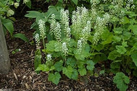 Green Tiarella Plant Seeds for Planting - 100 pcs