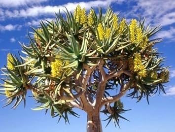 Green Aloe Dichotoma Plant Seeds for Planting- Unique Garden Growth ? Fresh Herb for Your Garden