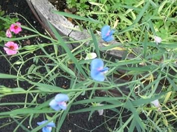 Blue Lathyrus Sativus Flower Seeds for Planting – Organic, Heirloom, Non-GMO Sweet Pea Seeds