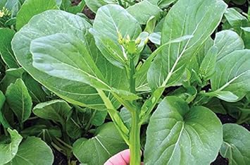 Green Brassica mixed seeds for garden planting