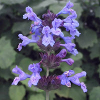 Heirloom Non-GMO Persian Catmint Flower Seeds for Planting – Fragrant Ornamental Flower Seeds