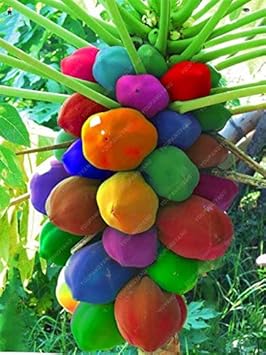 Mixed papaya fruit seeds for planting