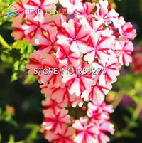 Organic Heirloom Pink Verbena Flower Seeds ƒ?? Non-GMO Garden Seeds for Planting