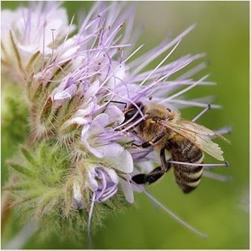 Organic Purple Phacelia Tanacetifolia Plant Seeds for Planting ƒ?? Heirloom, Non-GMO