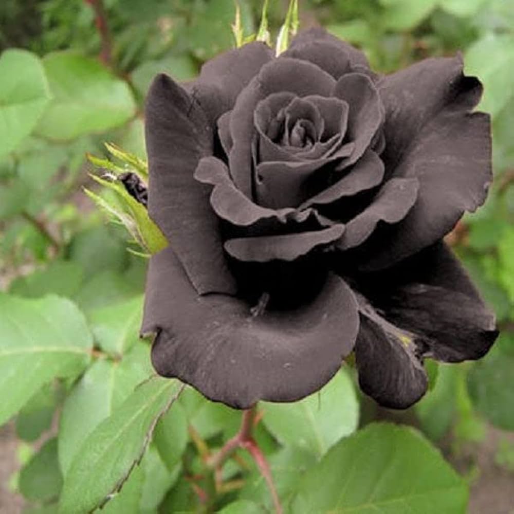 Romantic Pink Rose Heirloom Non-GMO Seeds for Planting for planting in home garden