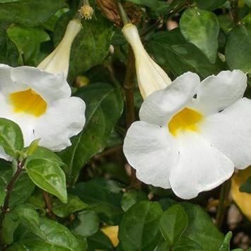 Organic Heirloom Non-GMO Thunbergia Seeds for Planting – Climbing Vine Blooms