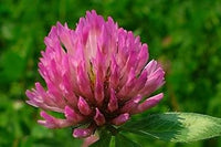 Pink Trifolium or Clover Flower Planting Seeds for Garden NON GMO Seeds