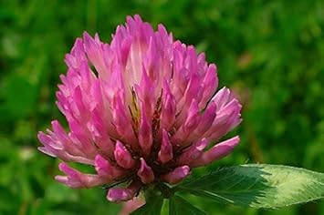 Pink Trifolium or Clover Flower Planting Seeds for Garden NON GMO Seeds for planting in home garden
