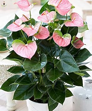 Mixed Anthurium Andraeanu Flower Seeds
