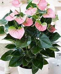 Mixed Anthurium Andraeanu Flower Seeds