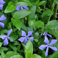 Blue Vinca Periwinkle Plant Seeds for Planting Non-GMO Heirloom Garden Seeds for Home and Outdoor Growing