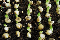 White Man Orchid Seeds for Planting | Organic, Heirloom, Non-GMO Flower Seeds
