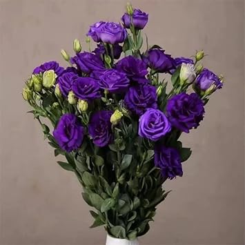 Deep Blue Eustoma (Lisianthus) Flower Seeds for Planting - Heirloom, NON-GMO, Easy to Grow for planting in home garden
