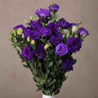 Deep Blue Eustoma (Lisianthus) Flower Seeds for Planting - Heirloom, NON-GMO, Easy to Grow