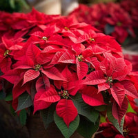 Heirloom Non-GMO Mixed Poinsettia Flower Seeds for Planting – Colorful Festive Blooming Seeds