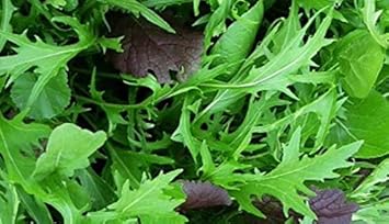 Green Mizuna Vegetable Seeds for Planting heirloom & Non-GMO Seeds