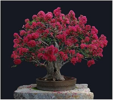 Organic Crepe Myrtle Flower Seeds for Planting ƒ?? Heirloom, Non-GMO for planting in your garden.