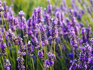 Heirloom Non-GMO Purple Fragrant Flower Seeds for Aromatic Garden Spaces and Seasonal Planting