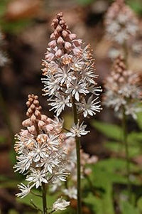 Pink White Tiarella Seeds for Planting, NON GMO Seeds