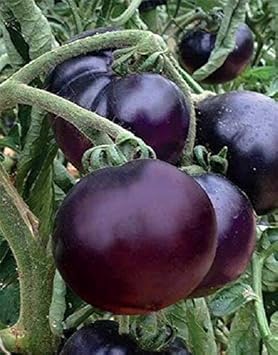 Tomato Vegetable Seeds for Planting – Dark Violet Variety 100 Pcs pcs