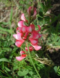 Pink Sainfoin Flower Seeds for Planting - 100 pcs