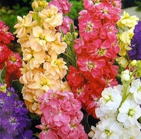 Mixed Matthiola Incana Flower Seeds – Heirloom Non-GMO Fragrant Blooms for Garden Planting