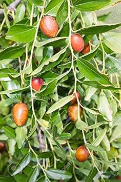 Ziziphus Plant Seeds Scientific Name Placeholder for planting in home garden