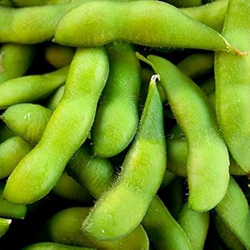 Green Soybean Seeds for Planting, heirloom & Non-GMO Seeds