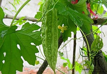 Green Bitter Gourd Momordica charantia seeds for garden planting