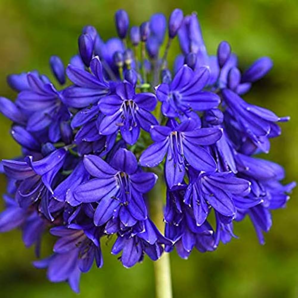 Blue Nile Agapanthus Flower Seeds for Planting - NON GMO Seeds