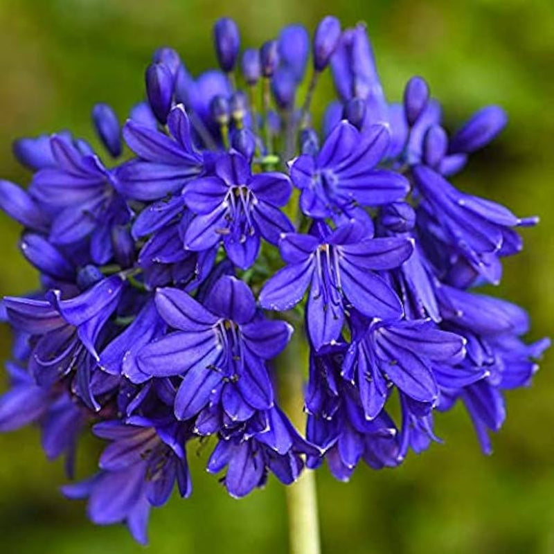 Blue Nile Agapanthus Flower Seeds for Planting - NON GMO Seeds for planting in home garden