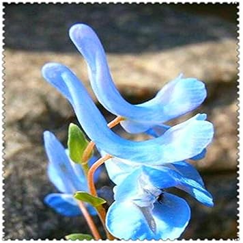 Blue Swan Flower Seeds for Planting, 100 pcs seeds for planting in home garden
