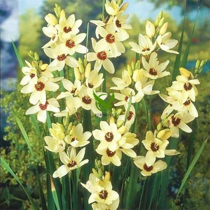 Ixia Flower Seeds for Planting - NON GMO Seeds