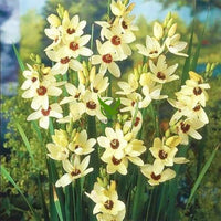 Ixia Flower Seeds for Planting - NON GMO Seeds
