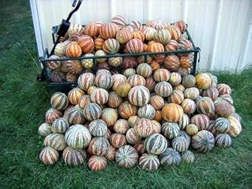 New Fresh 10pcs Mixed Kajari Melon Fruit Seeds - Unique, Sweet Melons for Home Grown Delight 100 Pcs pcs