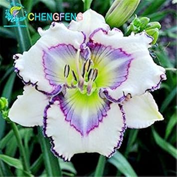Heirloom Non-GMO White Violet Hemerocallis Flower Seeds for Garden Planting – Elegant Perennial Blooms