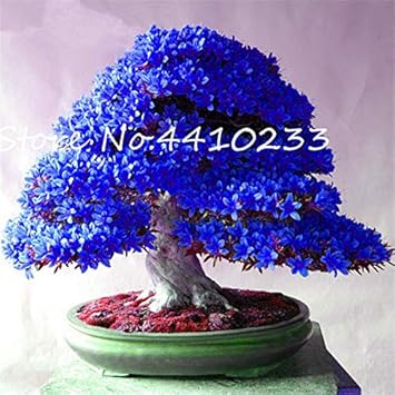 Rhododendron Red Flower Seeds for Planting - NON GMO Seeds