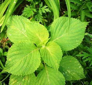 Green Perilla Plant Seeds for Planting heirloom & Non-GMO Seeds