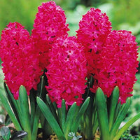 Red Hyacinth Flower Seeds for Planting - 100 pcs for planting in your garden.