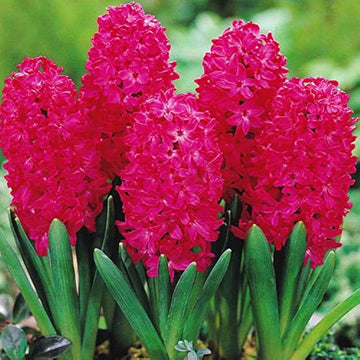 Red Hyacinth Flower Seeds for Planting - 100 pcs for planting in your garden.
