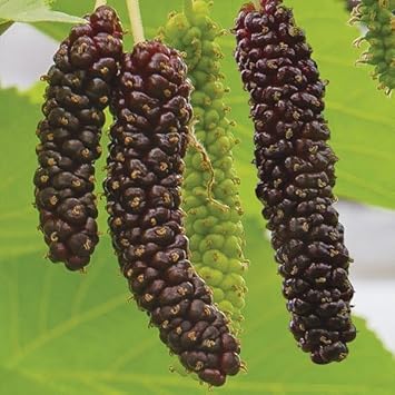 Mini Melon Seeds for Compact, Sweet, and Juicy Fruits 100 Pcs pcs