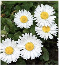 English Daisy Flower Mix (Bellis perennis), + Seeds
